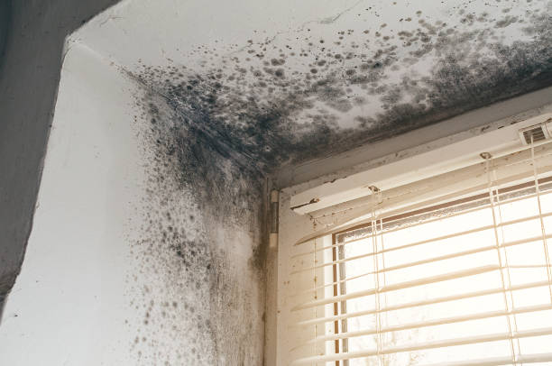 Affordable Mold Removal solutions in Estes Park, CO